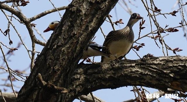 有哪位老板有孵化鸳鸯的技术麻烦提供一下好吗