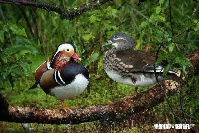 有哪位老板有孵化鸳鸯的技术麻烦提供一下好吗