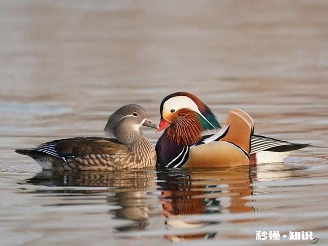 有哪位老板有孵化鸳鸯的技术麻烦提供一下好吗