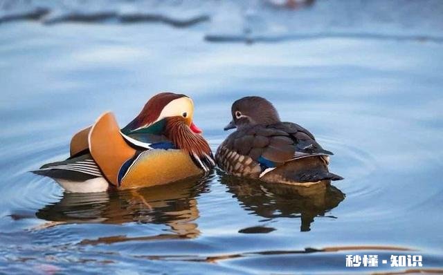 有哪位老板有孵化鸳鸯的技术麻烦提供一下好吗