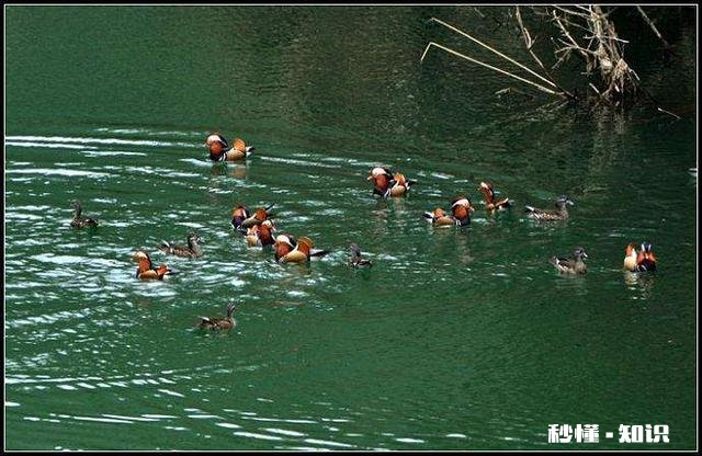 有哪位老板有孵化鸳鸯的技术麻烦提供一下好吗