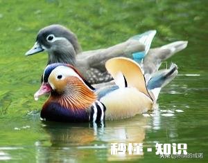 有哪位老板有孵化鸳鸯的技术麻烦提供一下好吗