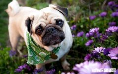 如果城里只能养一种犬。你希望是哪种犬为什么