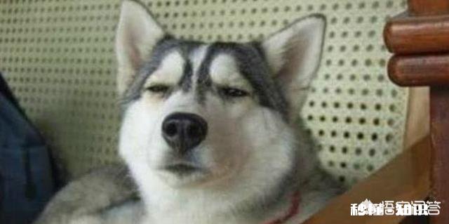 如果城里只能养一种犬。你希望是哪种犬为什么