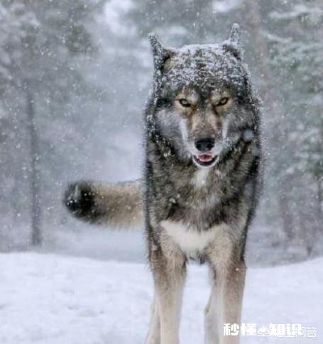 如果城里只能养一种犬。你希望是哪种犬为什么