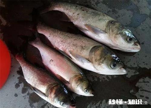 海竿钓鲢鳙用多长的杆