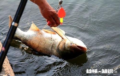 海竿钓鲢鳙用多长的杆