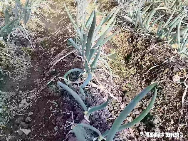 农村农家肥如何自制能提高肥效