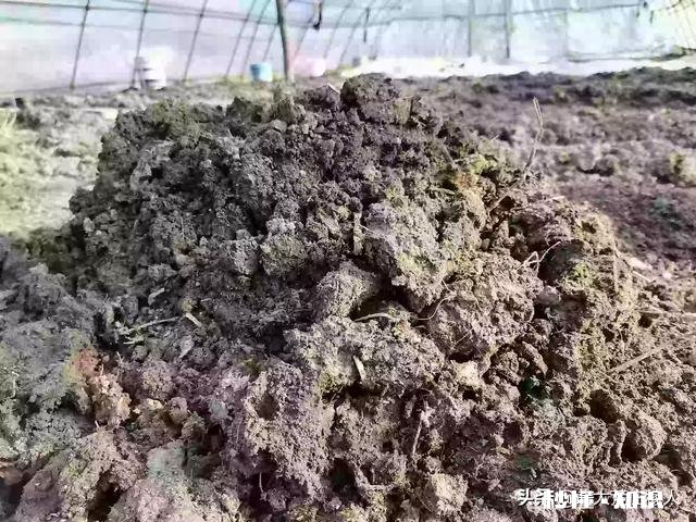 农村农家肥如何自制能提高肥效