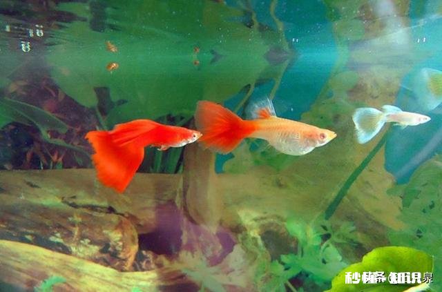 孔雀鱼缸里放水草要杀菌吗