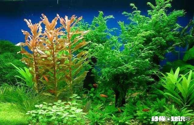 孔雀鱼缸里放水草要杀菌吗