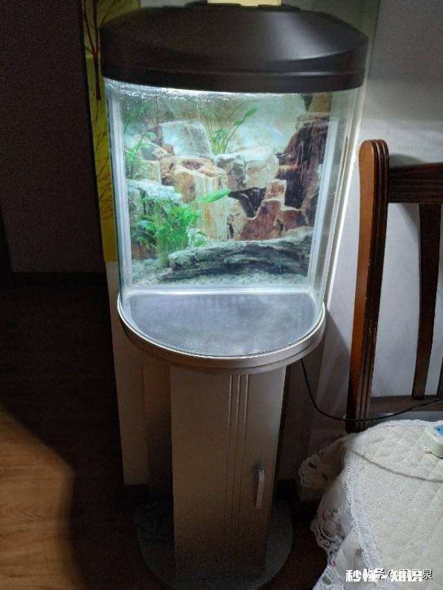 孔雀鱼缸里放水草要杀菌吗