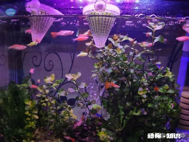 孔雀鱼缸里放水草要杀菌吗