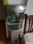 孔雀鱼缸里放水草要杀菌吗