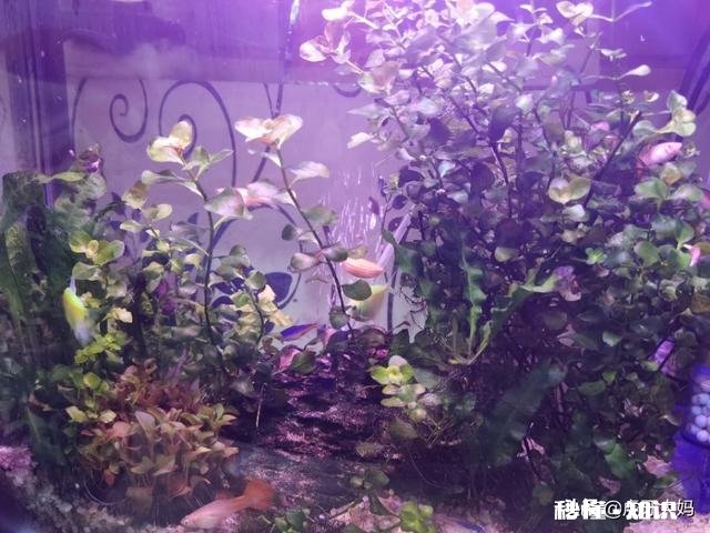 孔雀鱼缸里放水草要杀菌吗