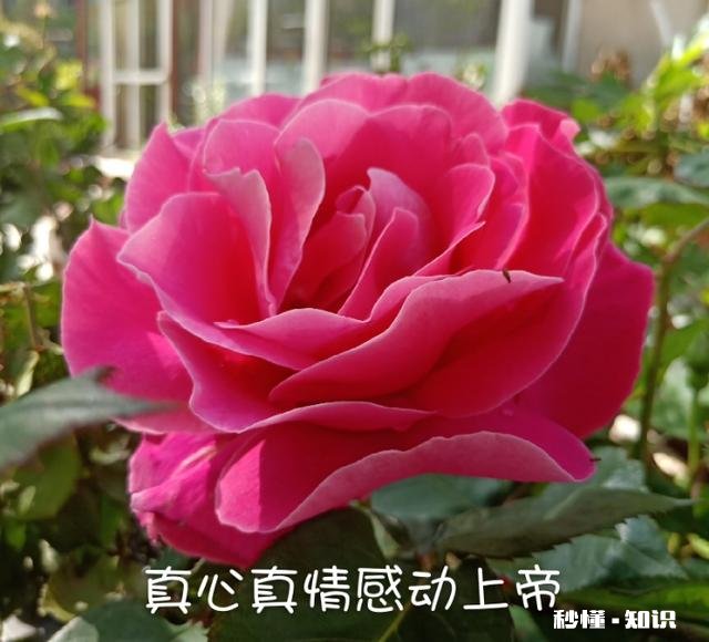 婚姻大事需不需要先跟父母商量吗