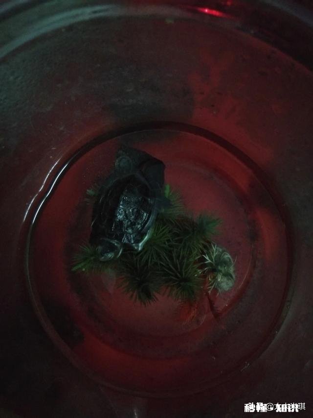 刚出壳的巴西龟不吃东西怎么办