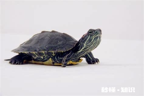 刚出壳的巴西龟不吃东西怎么办