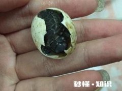 刚出壳的巴西龟不吃东西怎么办