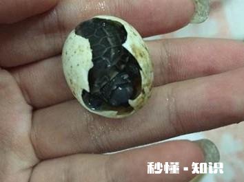 刚出壳的巴西龟不吃东西怎么办