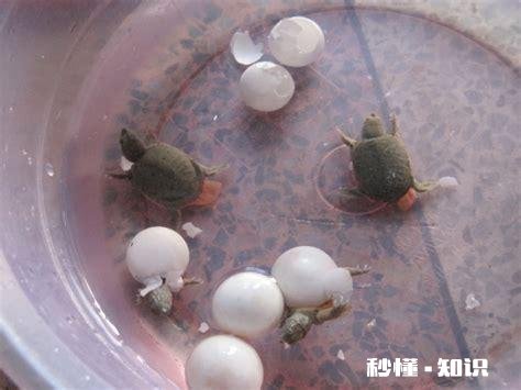 刚出壳的巴西龟不吃东西怎么办