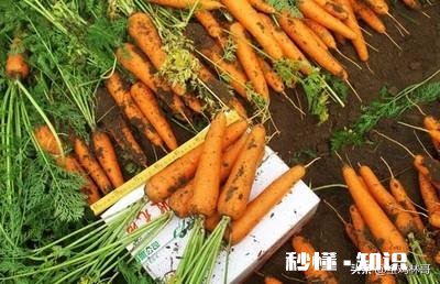 疫情期间,胡萝卜卖9.9元/箱,净重5.5斤还包邮,这价格有多少朋友能接受