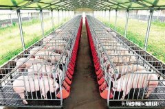 猪价最近还在下降，什么时候能恢复呢