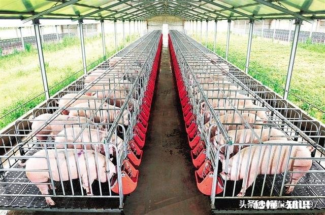 猪价最近还在下降，什么时候能恢复呢