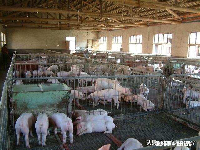 猪价最近还在下降，什么时候能恢复呢