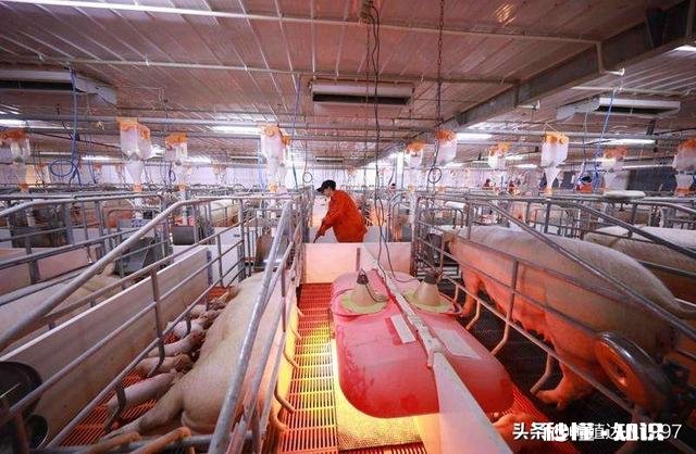 猪价最近还在下降，什么时候能恢复呢