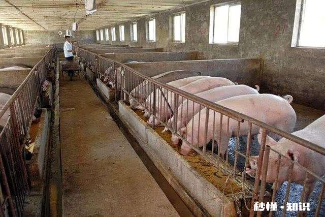 猪价最近还在下降，什么时候能恢复呢