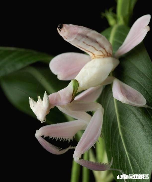 《西游记》中孙悟空打不过玉皇大帝吗