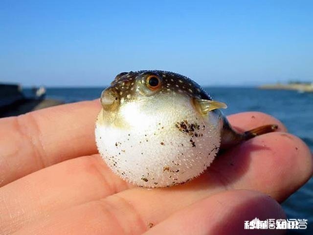 《西游记》中孙悟空打不过玉皇大帝吗