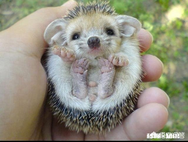 《西游记》中孙悟空打不过玉皇大帝吗