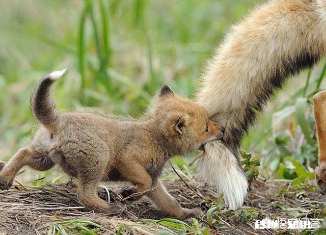 《西游记》中孙悟空打不过玉皇大帝吗
