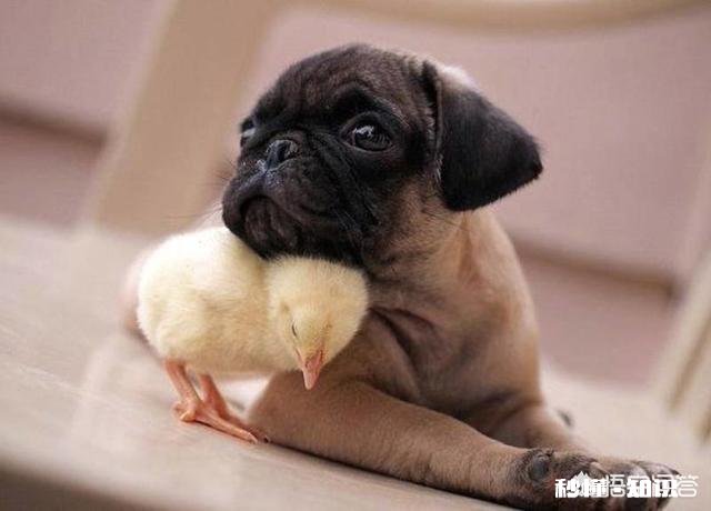 《西游记》中孙悟空打不过玉皇大帝吗