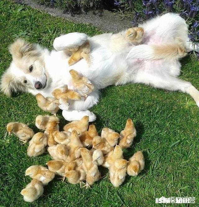 《西游记》中孙悟空打不过玉皇大帝吗