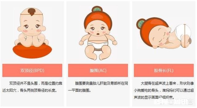 孕34周，胎儿双顶径80，股骨长65，腹围286，胎儿是否有问题