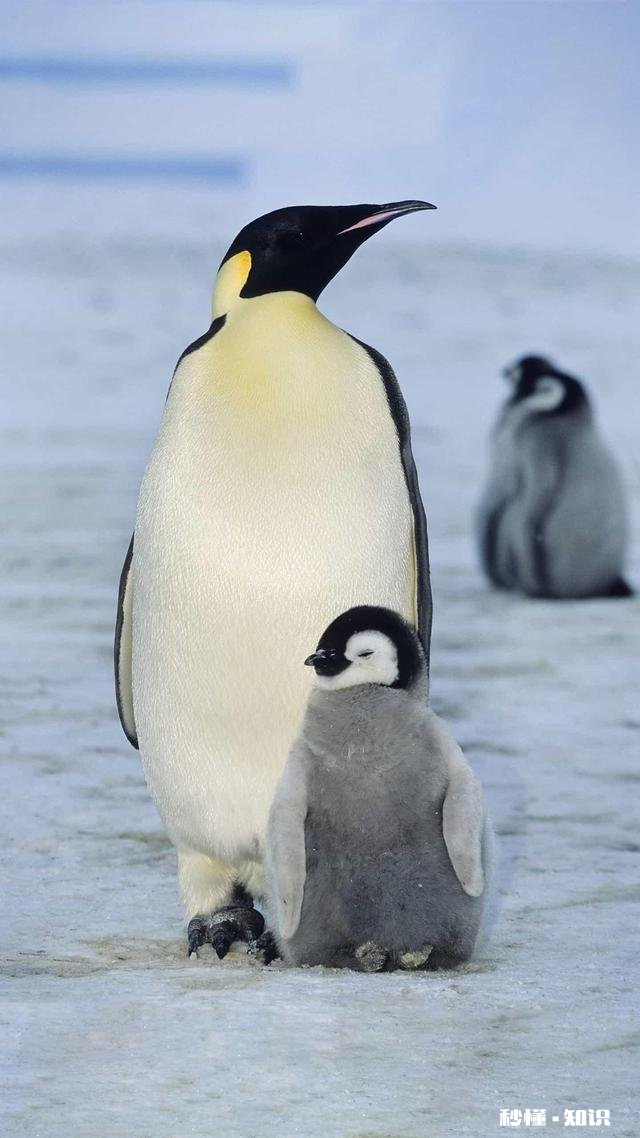因为二胎弟弟和爸妈产生矛盾怎么办