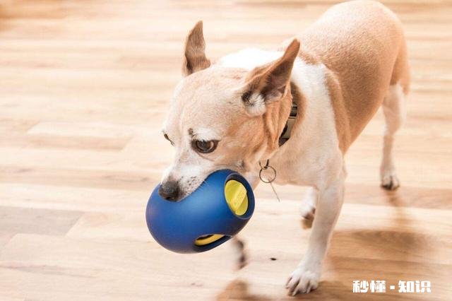 “宠物用品设计不是取悦宠物，而是取悦宠物的主人”，你觉得这话有道理吗