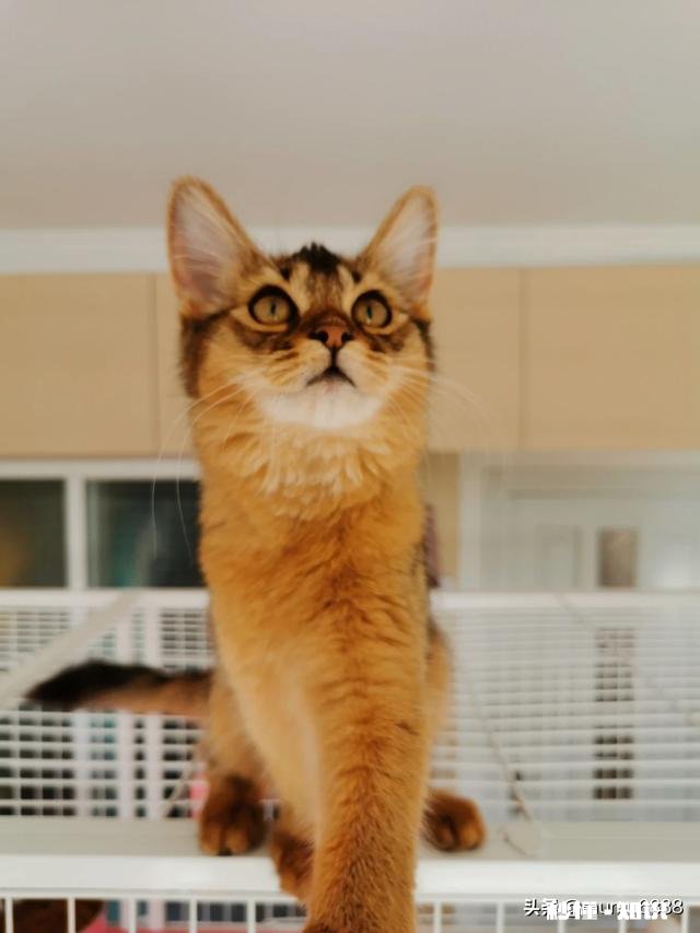 “宠物用品设计不是取悦宠物，而是取悦宠物的主人”，你觉得这话有道理吗