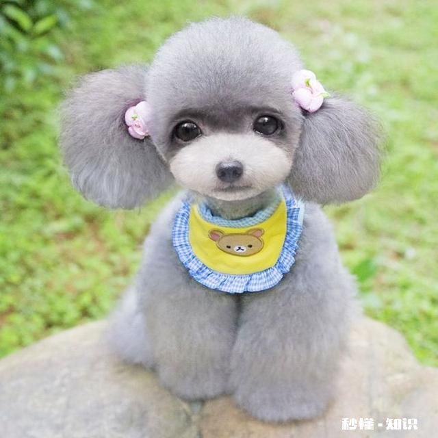 “宠物用品设计不是取悦宠物，而是取悦宠物的主人”，你觉得这话有道理吗