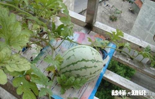 我想在花盆里种西瓜，你怎么看有成功的朋友可以分享下经验吗