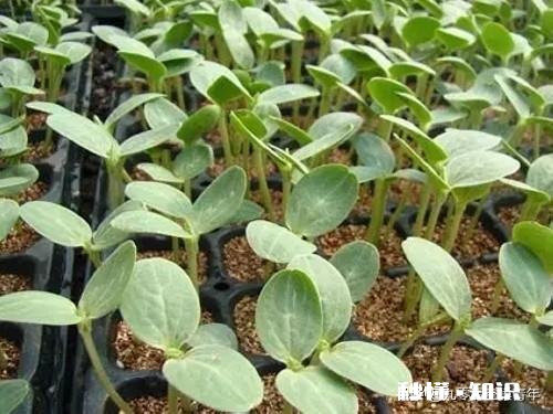 我想在花盆里种西瓜，你怎么看有成功的朋友可以分享下经验吗