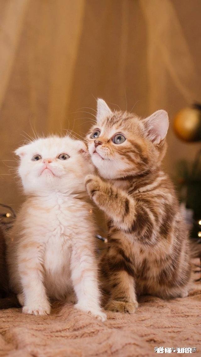 一个女孩对我说遇见我花光了她所有运气，我该怎么回答