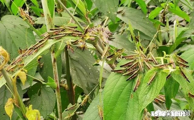 云南蝗灾再次升级！覆盖已达13.5万亩，会不会继续扩大