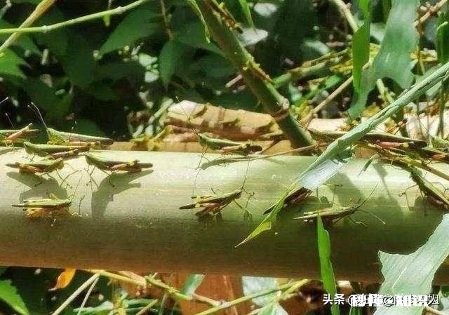 云南蝗灾再次升级！覆盖已达13.5万亩，会不会继续扩大
