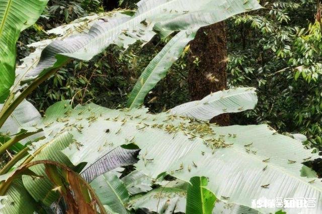 云南蝗灾再次升级！覆盖已达13.5万亩，会不会继续扩大