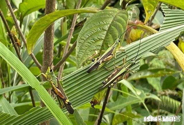 云南蝗灾再次升级！覆盖已达13.5万亩，会不会继续扩大