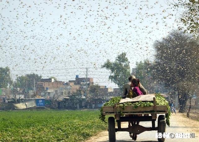 云南蝗灾再次升级！覆盖已达13.5万亩，会不会继续扩大
